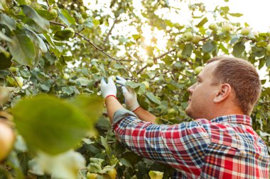 Bir bahçede açık havada elma toplama sırasında erkek el