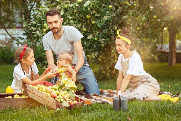 Die glückliche junge Familie beim Apfelpflücken im Garten — Stockfoto
