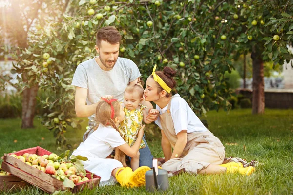 Die glückliche junge Familie beim Apfelpflücken im Garten — Stockfoto