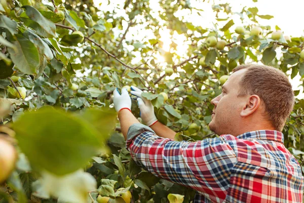 Bir bahçede açık havada elma toplama sırasında erkek el