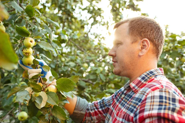 La mano masculina durante la recolección de manzanas en un jardín al aire libre — Foto de Stock