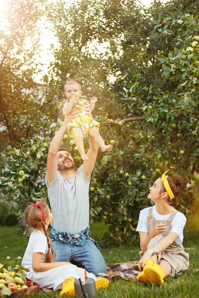 Die glückliche junge Familie beim Apfelpflücken im Garten — Stockfoto