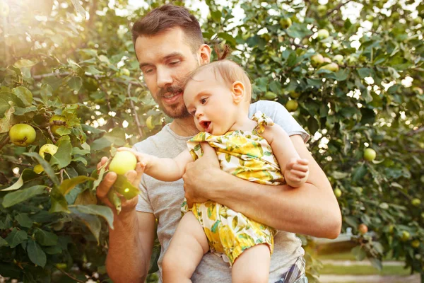 Die glückliche junge Familie beim Apfelpflücken im Garten — Stockfoto