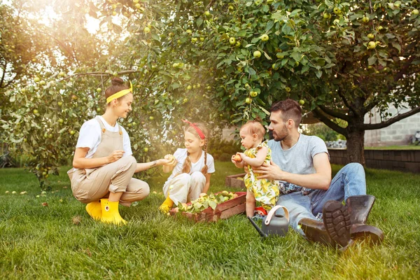 Die glückliche junge Familie beim Apfelpflücken im Garten — Stockfoto