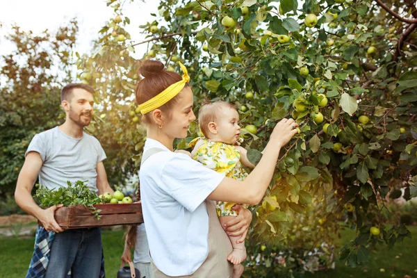 Die glückliche junge Familie beim Apfelpflücken im Garten — Stockfoto