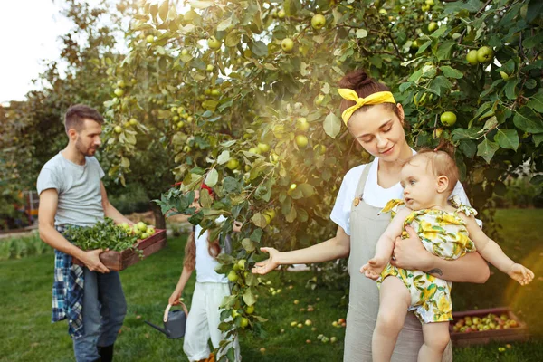 Die glückliche junge Familie beim Apfelpflücken im Garten — Stockfoto