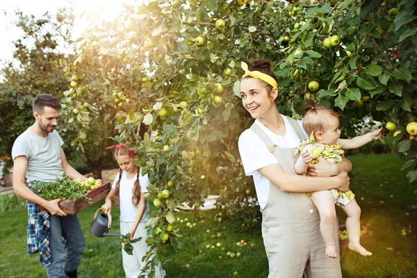 Keluarga muda yang bahagia saat memetik apel di taman luar — Stok Foto