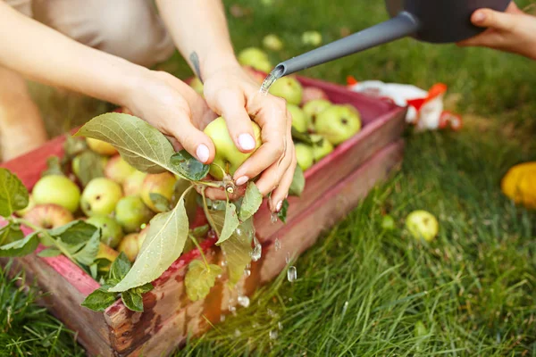 Keluarga muda yang bahagia saat memetik apel di taman luar — Stok Foto