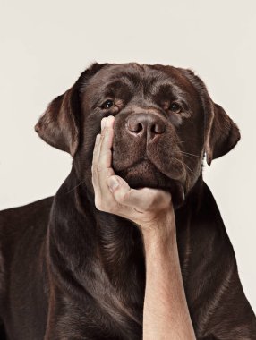 Yakın çekim ağlayan köpek suratı