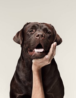 Yakın çekim Köpek suratı