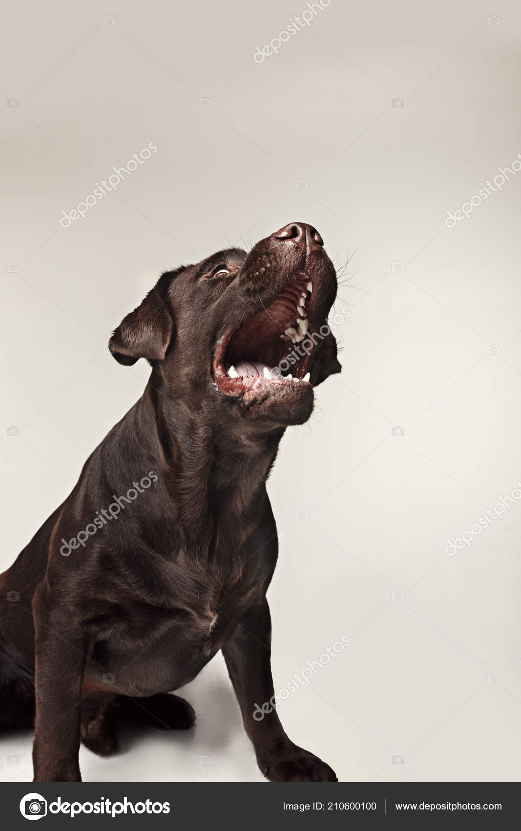 Chien De Race Labrador Retriever Aboie Dangereusement Les
