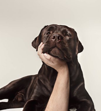 Yakın çekim ağlayan köpek suratı