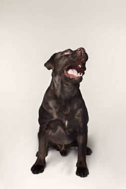 Labrador retriever doğurmak köpek tehlikeli diş kabuk ve muamele etmek geniş açılı yakalar