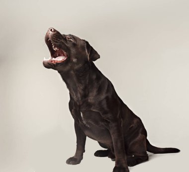 Labrador retriever doğurmak köpek tehlikeli diş kabuk ve muamele etmek geniş açılı yakalar