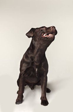 Labrador retriever doğurmak köpek tehlikeli diş kabuk ve muamele etmek geniş açılı yakalar