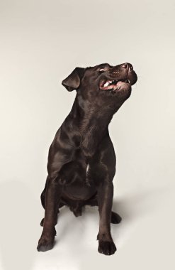 Labrador retriever breed dog barks dangerously teeth and catches treats wide angle clipart