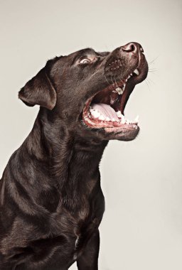 Labrador retriever doğurmak köpek tehlikeli diş kabuk ve muamele etmek geniş açılı yakalar