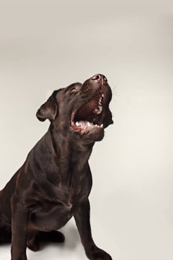 Labrador retriever doğurmak köpek tehlikeli diş kabuk ve muamele etmek geniş açılı yakalar