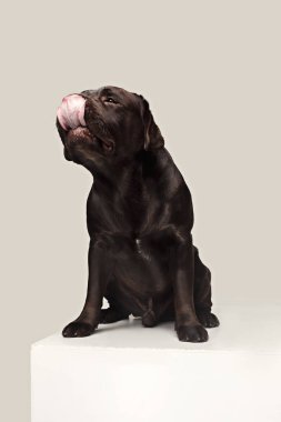 Labrador Retriever köpek doğurmak köpek kahverengi geniş dilini açlık