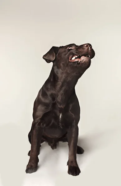 Labrador retriever raza perro ladra peligrosamente dientes y capturas trata gran ángulo — Foto de Stock