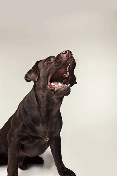 Labrador retriever breed dog barks dangerously teeth and catches treats wide angle
