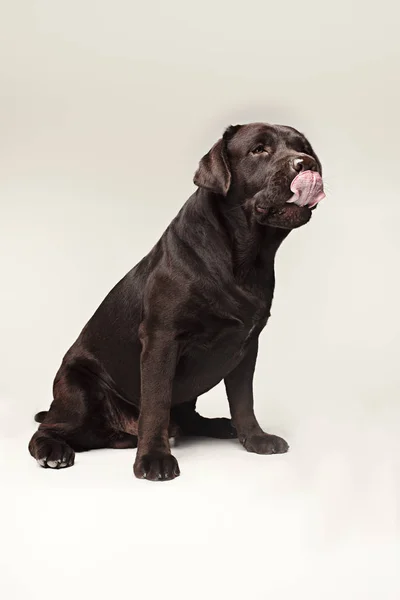 Labrador Retriever raza perro marrón Lengua ancha hambre — Foto de Stock