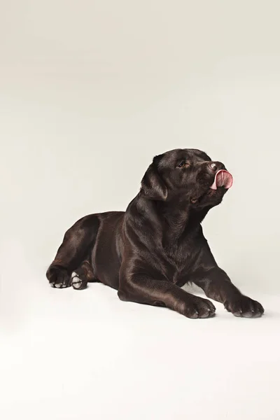 Labrador anjing ras anjing ras coklat Lidah lebar keluar kelaparan — Stok Foto