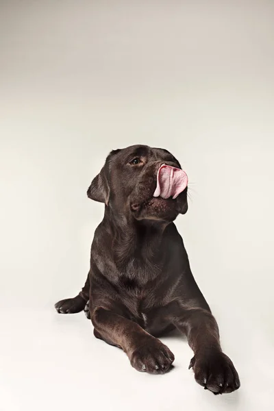 Labrador Retriever raza perro marrón Lengua ancha hambre — Foto de Stock