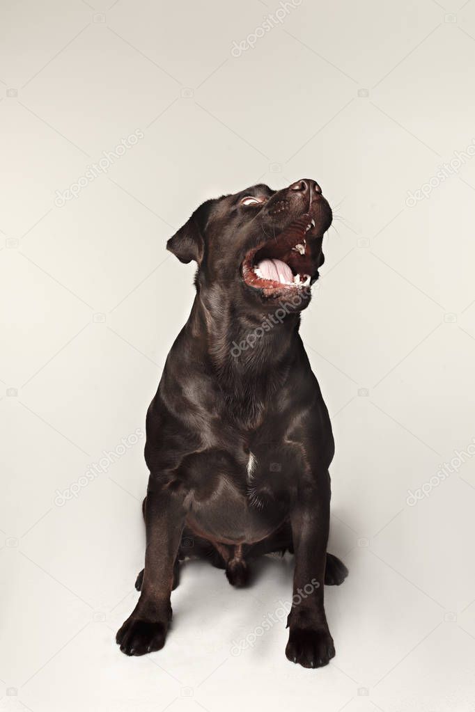 Labrador retriever breed dog barks dangerously teeth and catches treats wide angle