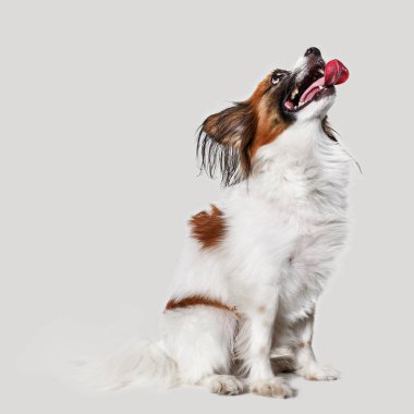 Stüdyo portre esneme ve küçük bir köpek yavrusu Papillon
