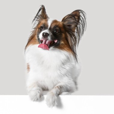 Stüdyo portre esneme ve küçük bir köpek yavrusu Papillon