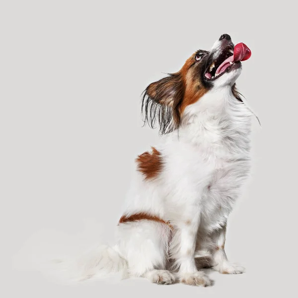 Stüdyo portre esneme ve küçük bir köpek yavrusu Papillon — Stok fotoğraf