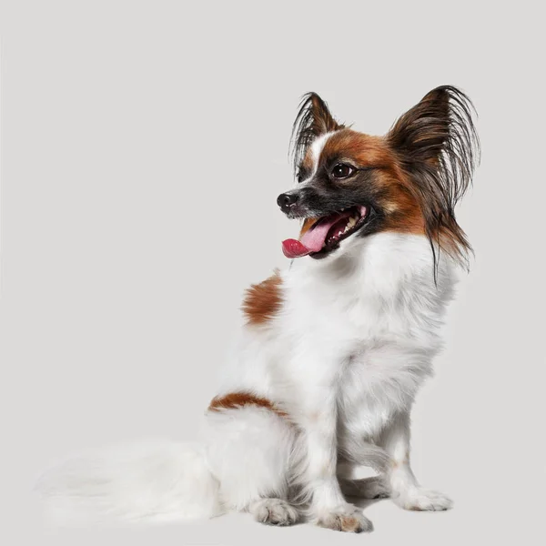 Studio ritratto di un piccolo cucciolo sbadigliante Papillon — Foto Stock