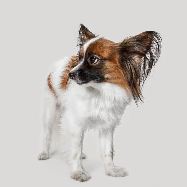 Studio ritratto di un piccolo cucciolo sbadigliante Papillon — Foto Stock