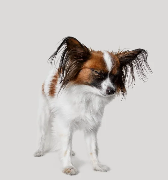 Stüdyo portre esneme ve küçük bir köpek yavrusu Papillon — Stok fotoğraf