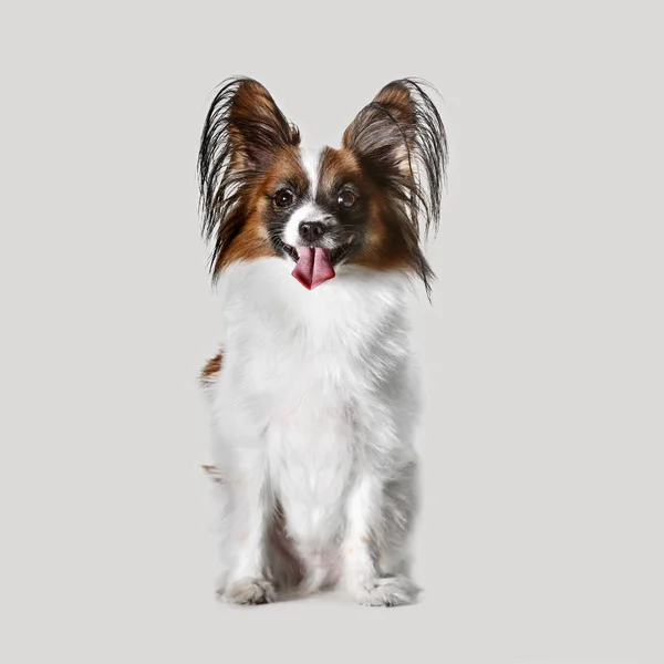 Stüdyo portre esneme ve küçük bir köpek yavrusu Papillon — Stok fotoğraf
