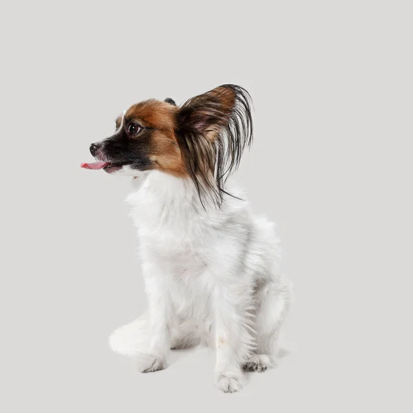 Stüdyo portre esneme ve küçük bir köpek yavrusu Papillon — Stok fotoğraf