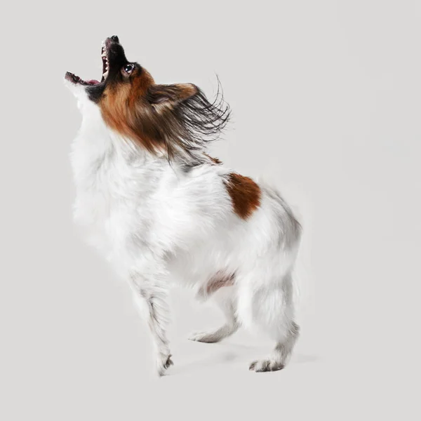 Studio portret van een kleine gapende pup papillon — Stockfoto