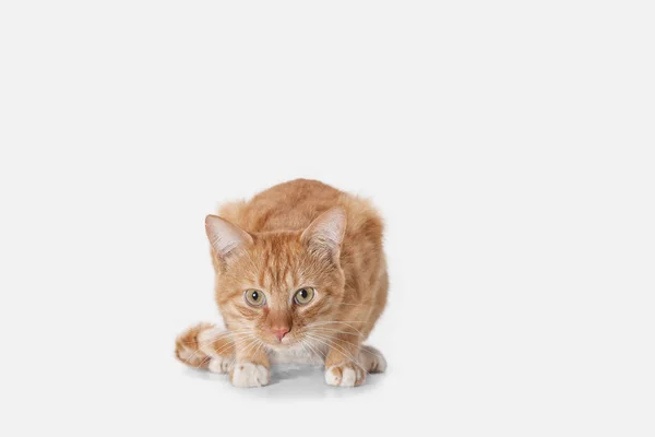 Rød katt på hvit bakgrunn – stockfoto