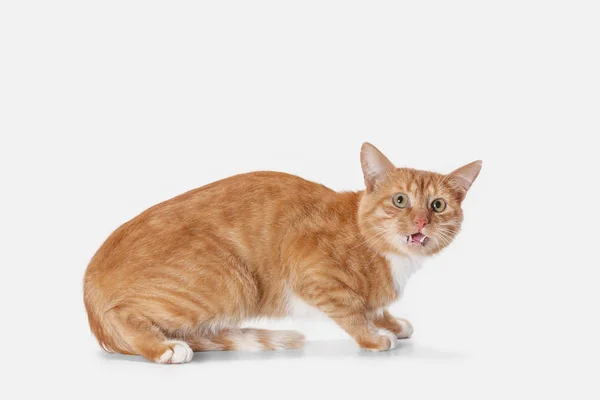 白地に赤い猫 — ストック写真