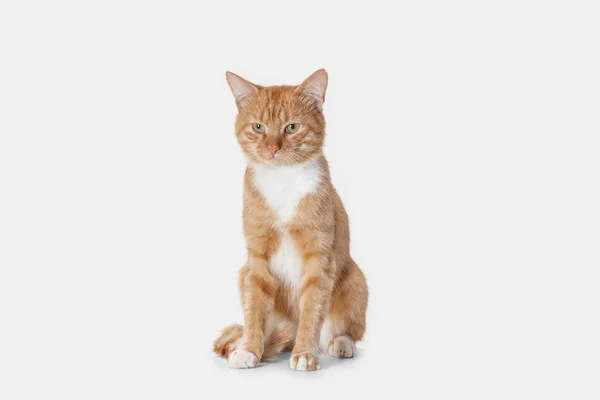 Gatto rosso su sfondo bianco — Foto Stock