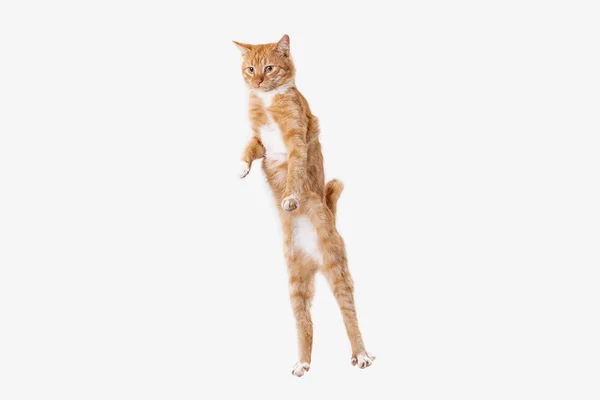 Red cat on a white background — Stock Photo, Image