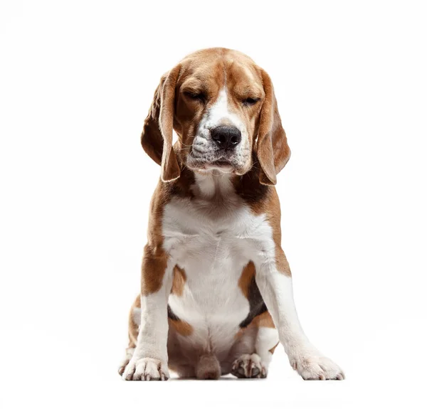 Vista frontal do cão beagle bonito sentado, isolado em um fundo branco — Fotografia de Stock