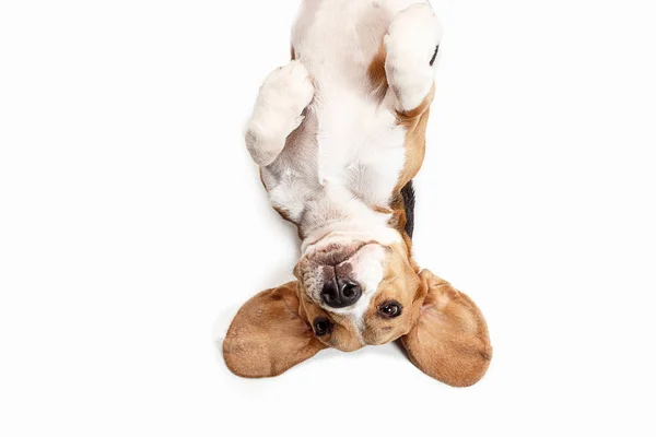 Vue de face de chien beagle mignon assis, isolé sur un fond blanc — Photo