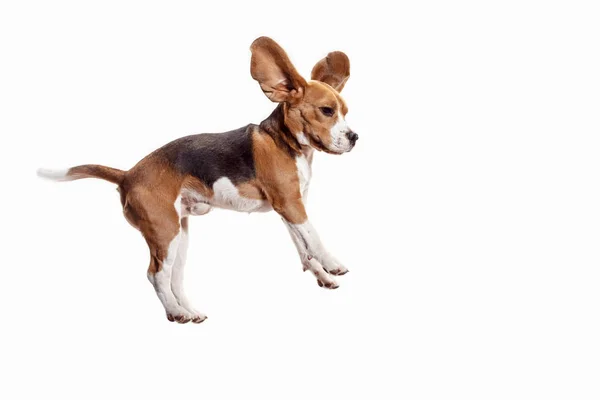 Beyaz bir arka plan üzerinde izole şirin beagle köpek önden görünümü — Stok fotoğraf