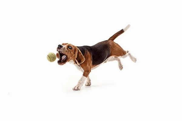 Vista frontal de lindo perro beagle con bola aislada sobre un fondo blanco — Foto de Stock