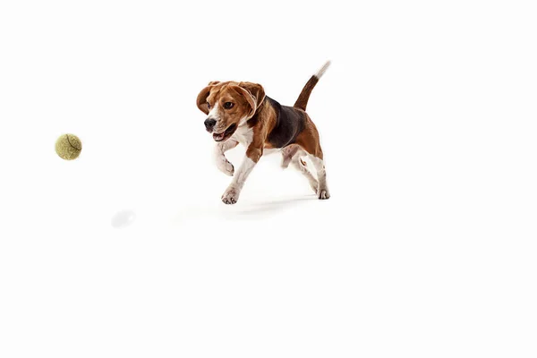白い背景で隔離のボールでかわいいビーグル犬の正面図 — ストック写真