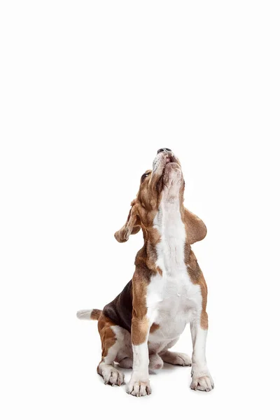 ホワイト スタジオの背景に分離されたかわいいビーグル犬の正面図 — ストック写真