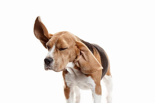 Framifrån av söta beagle hund sittande, isolerad på en vit bakgrund — Stockfoto
