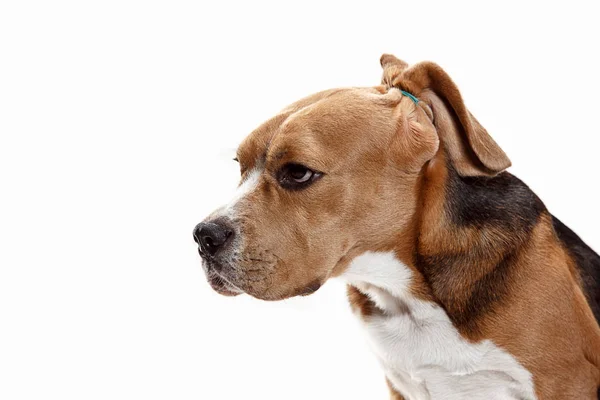 Front view of cute beagle dog sitting, isolated on a white background — Stock Photo, Image